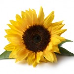 Single Sunflower white background