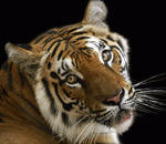 Discover your Animal Totems and Hear Nature Speak